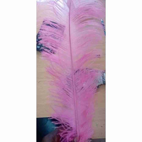 Ostrich Feathers - Image 3