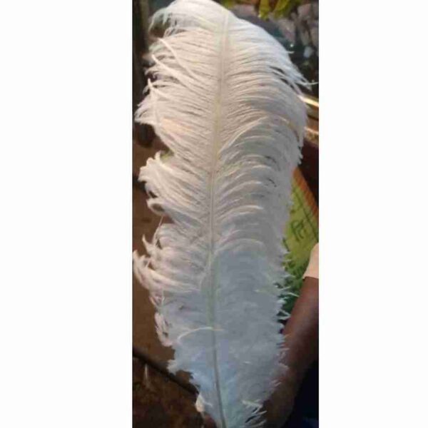 Ostrich Feathers - Image 4