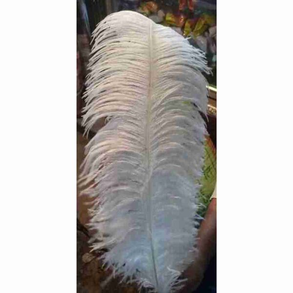Ostrich Feathers - Image 2