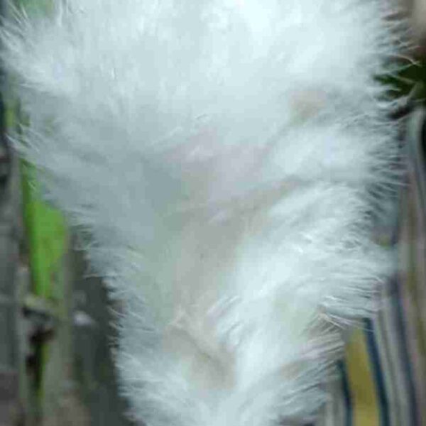 Affordable Rooster Hackle Feathers for Fly Tying in the U.S. Market