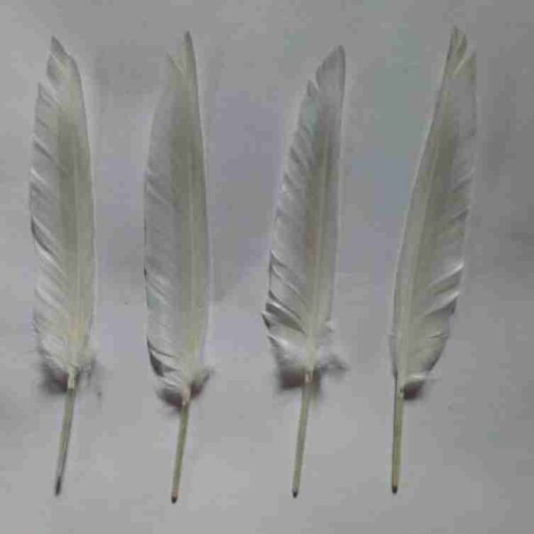 Decorative Feathers New - Image 70