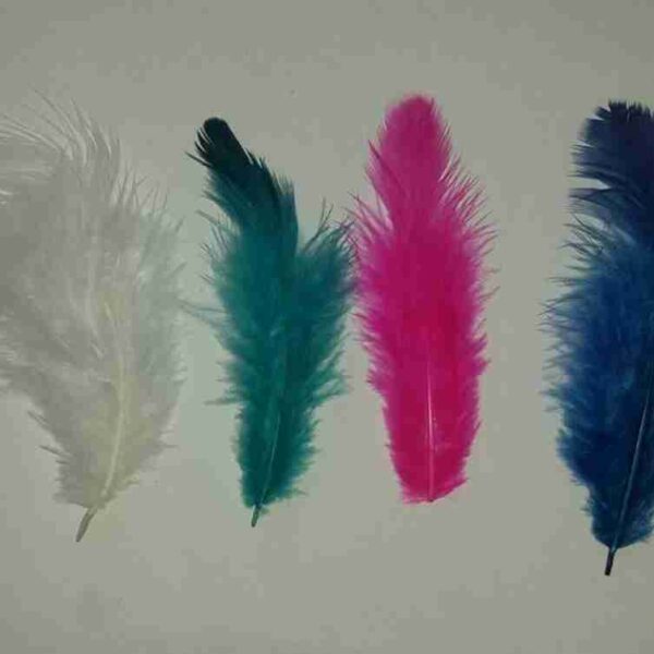 Decorative Feathers New - Image 74