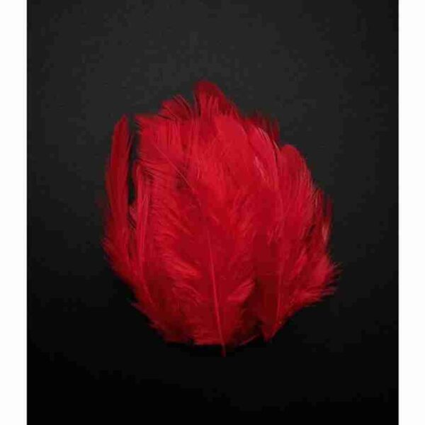 Decorative Feathers New - Image 85