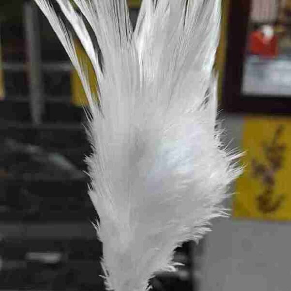 Decorative Feathers New - Image 98