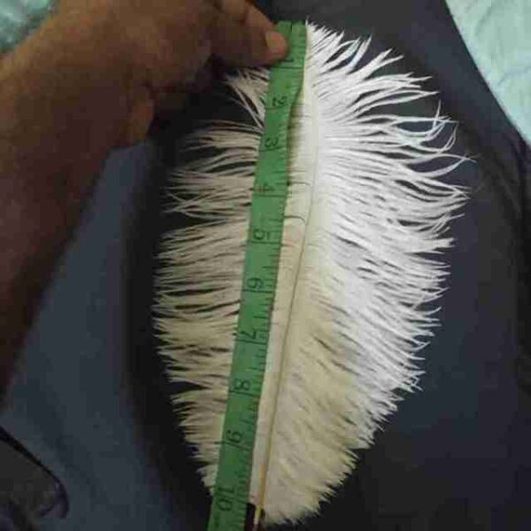 Decorative Feathers New - Image 114
