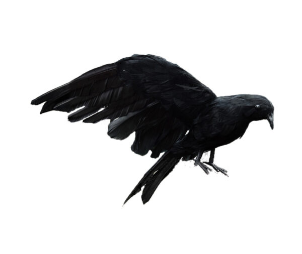 Simulation Winged Feather Crow - Image 2