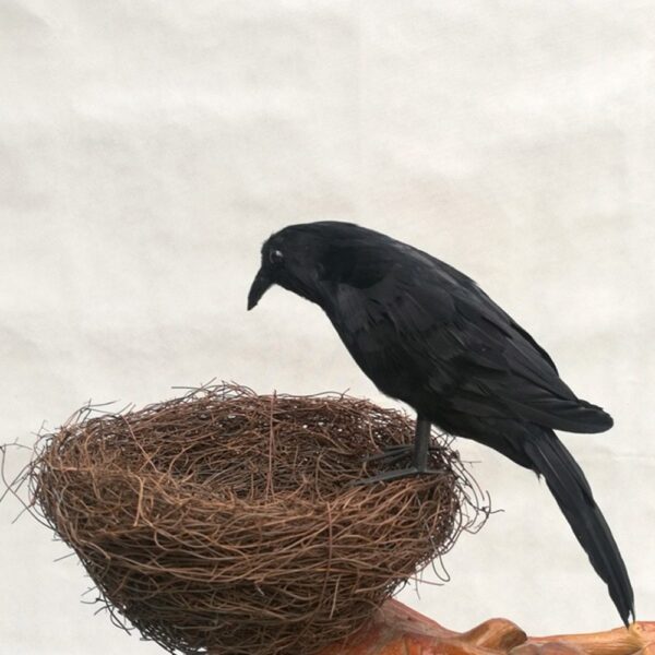 Simulation Winged Feather Crow - Image 4