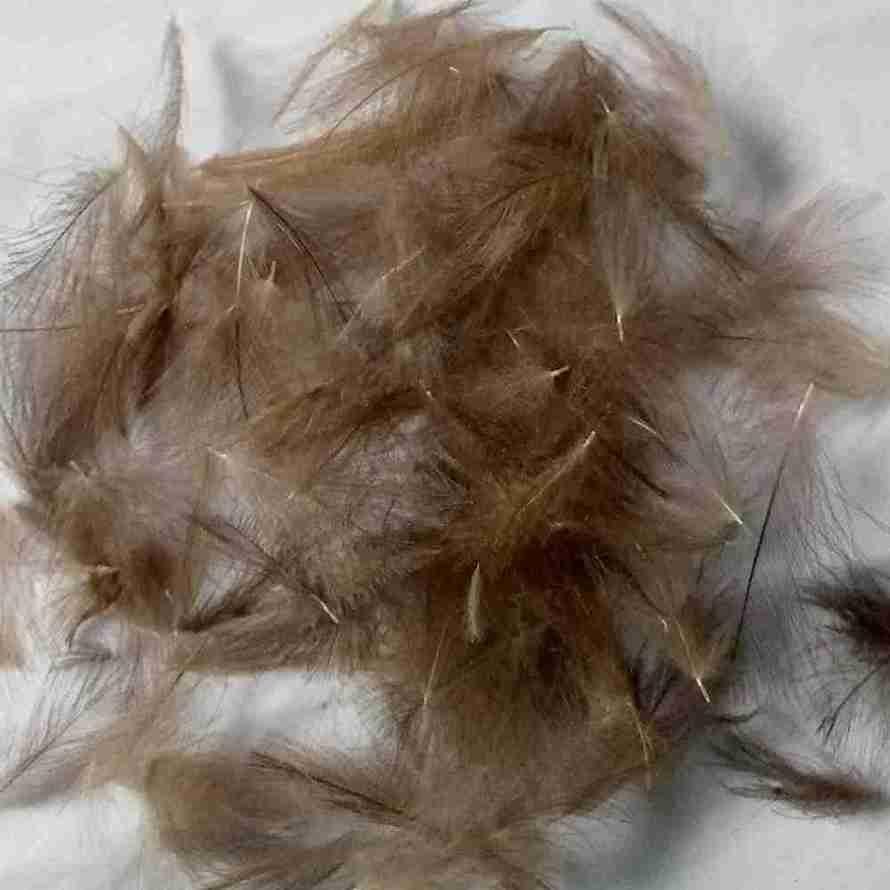 Duck Feathers Items - Image 11