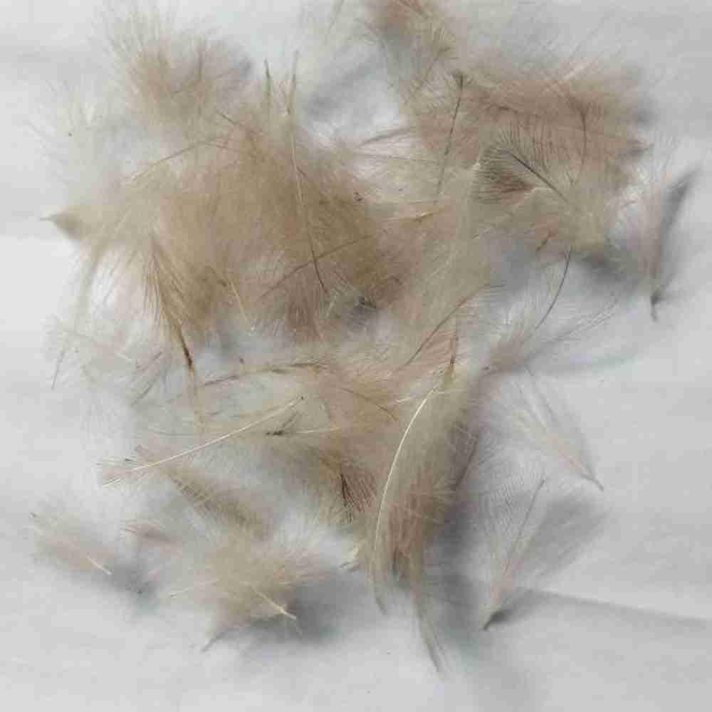 Duck Feathers Items - Image 8