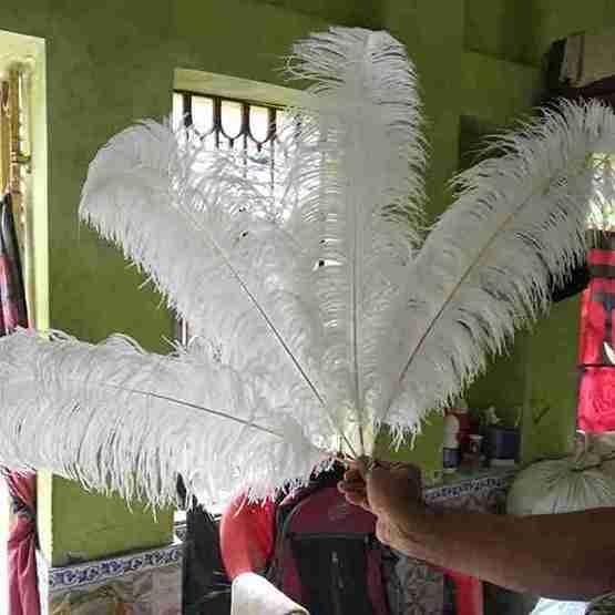 Ostrich Feathers - Image 6